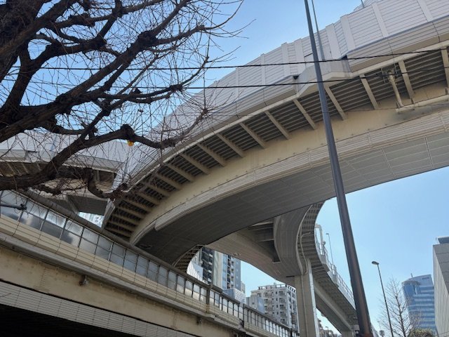 高架下の冬の木