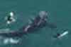 Giant whale lashes out at surfers in Sydney after they surround it 