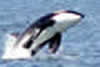 Whale watching (learn English with pie) 